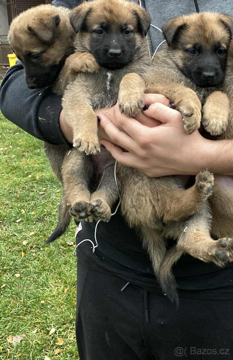 ŠTĚŇATA – Německý ovčák × Belgický ovčák (Malinois) - 2
