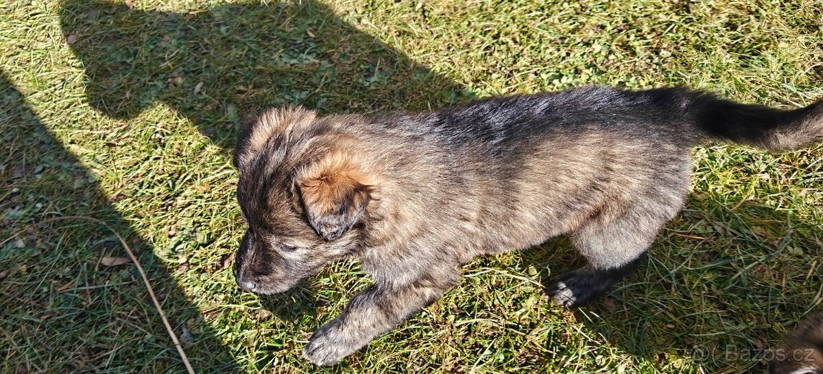 Atraktivní štěňata - 2