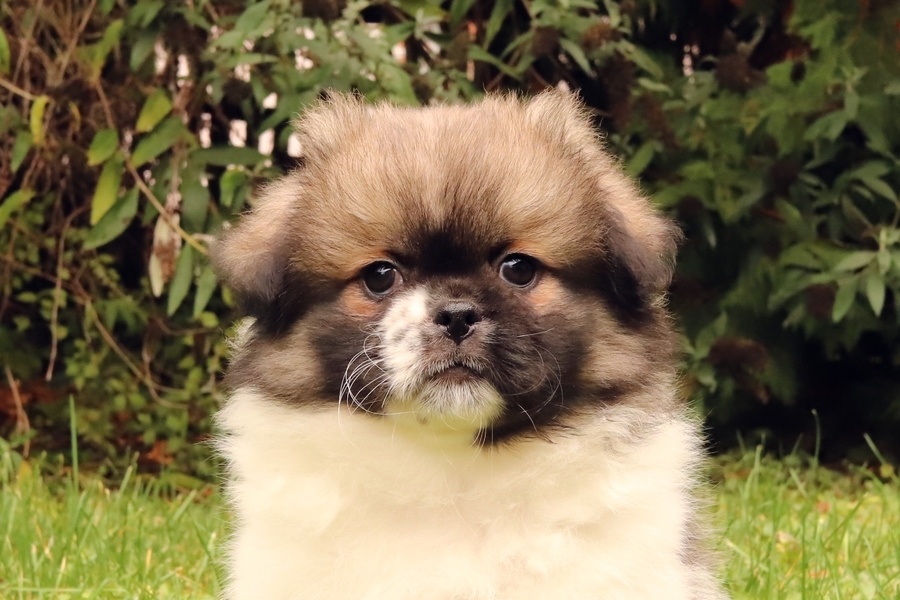 Tibetský španěl - 2