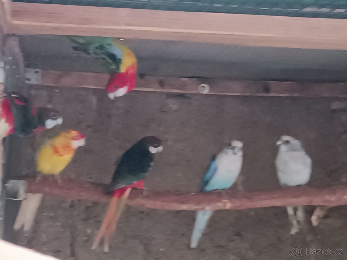 Rosela pestra mutace - 2