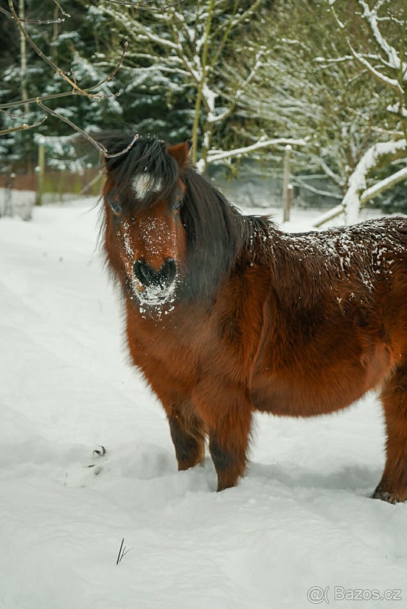 Pronájem shetland pony - 2