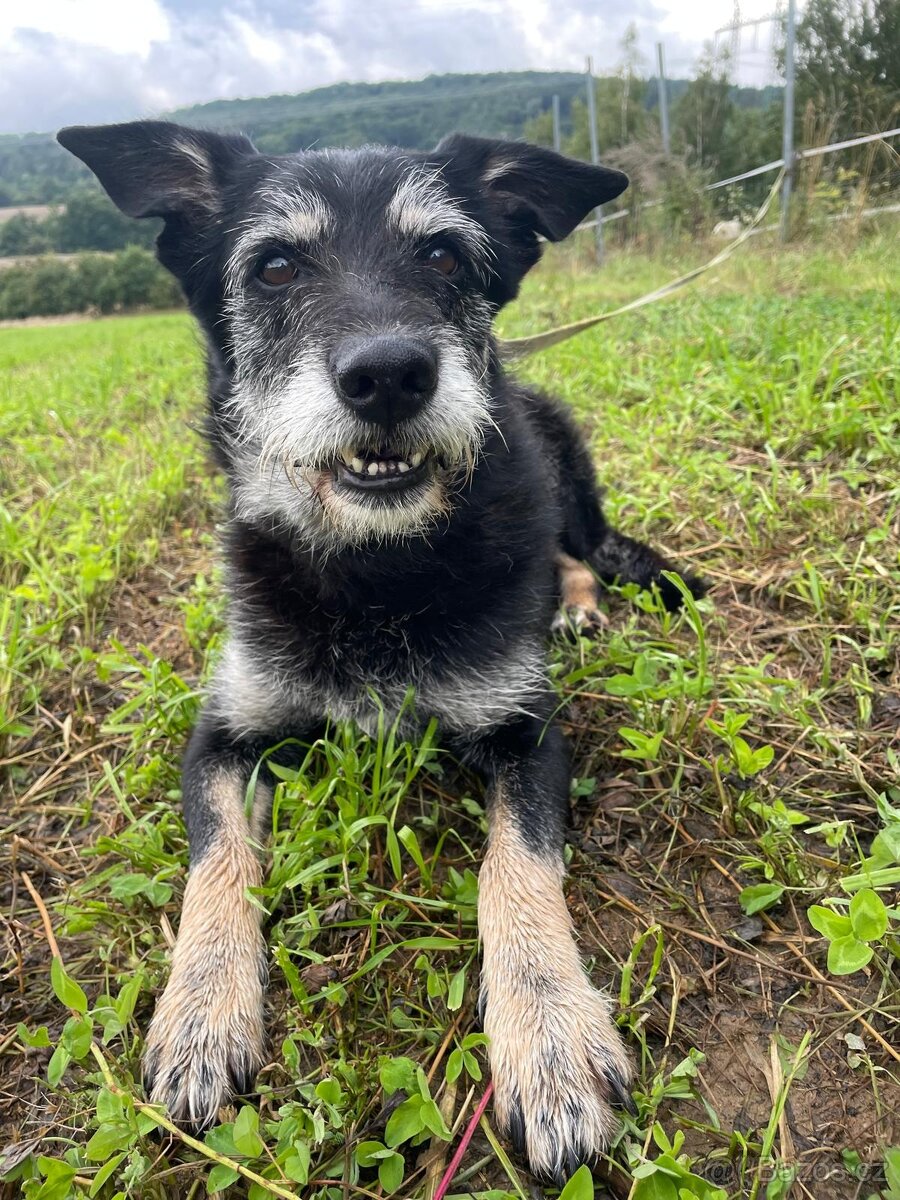 JACK - psík 9 let - 2