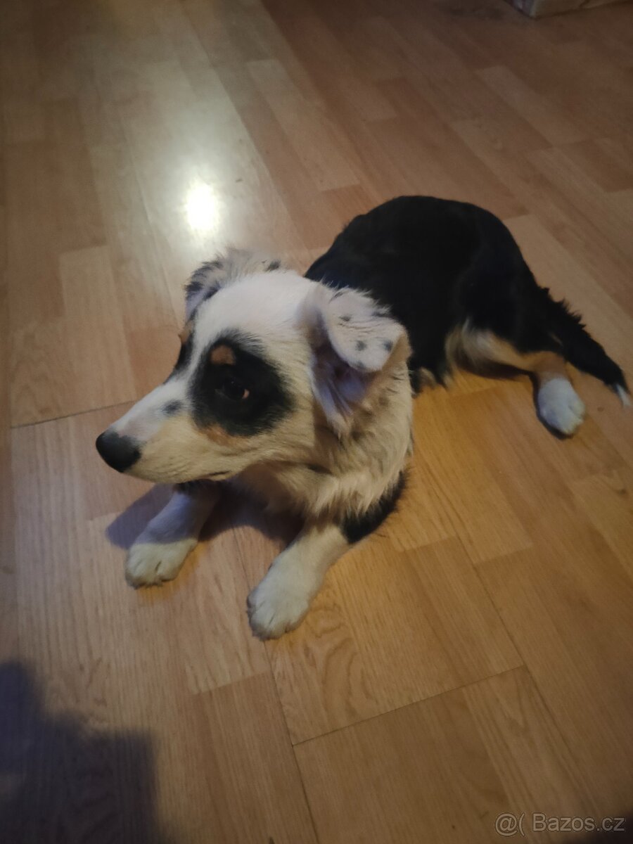 Daruji štěně - 2