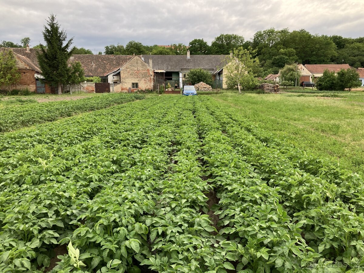 brambory možný dovoz - 2