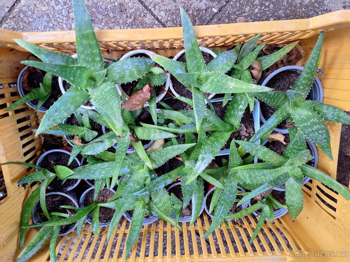 Aloe Vera - 2