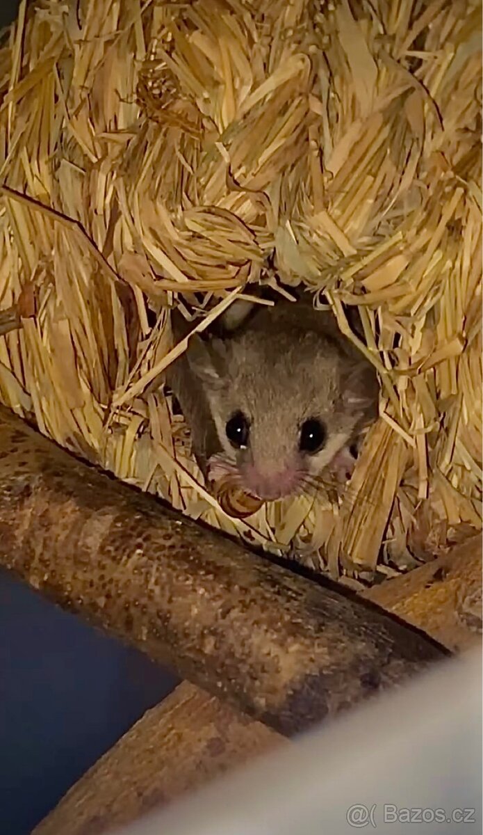 Plch africký - Graphiurus murinus - 2