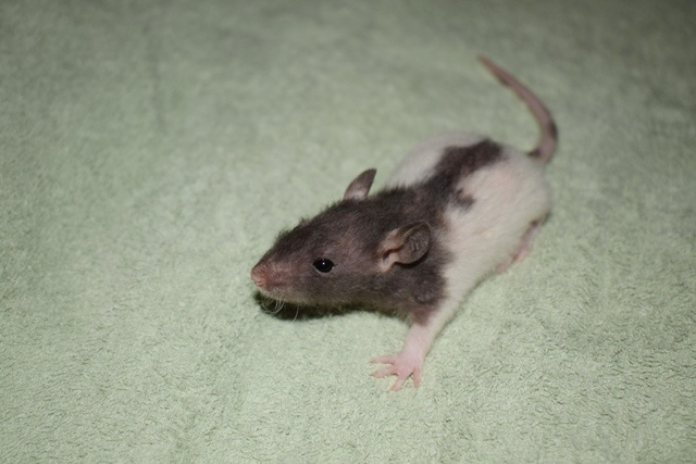 Potkani - fuzz, standard, dwarf - 2