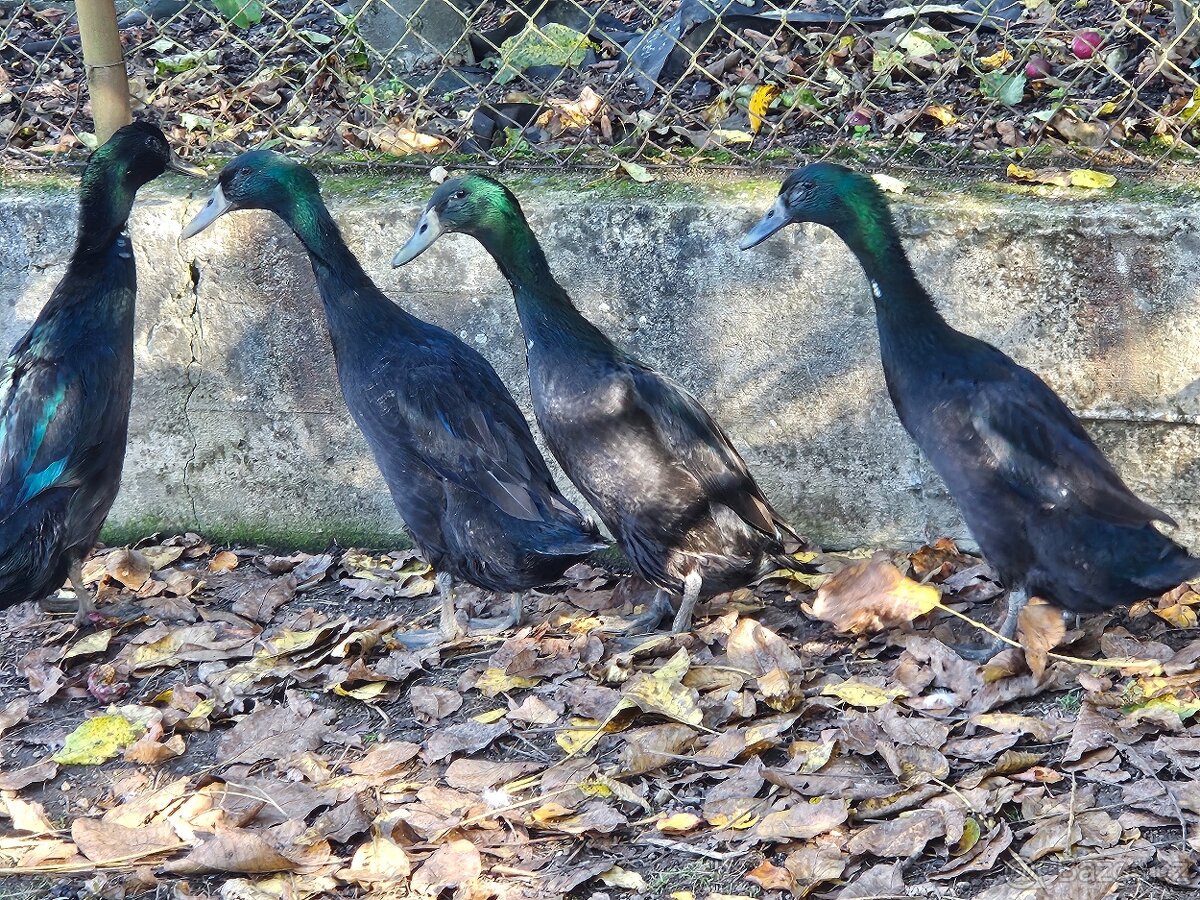 Indický běžec - 2