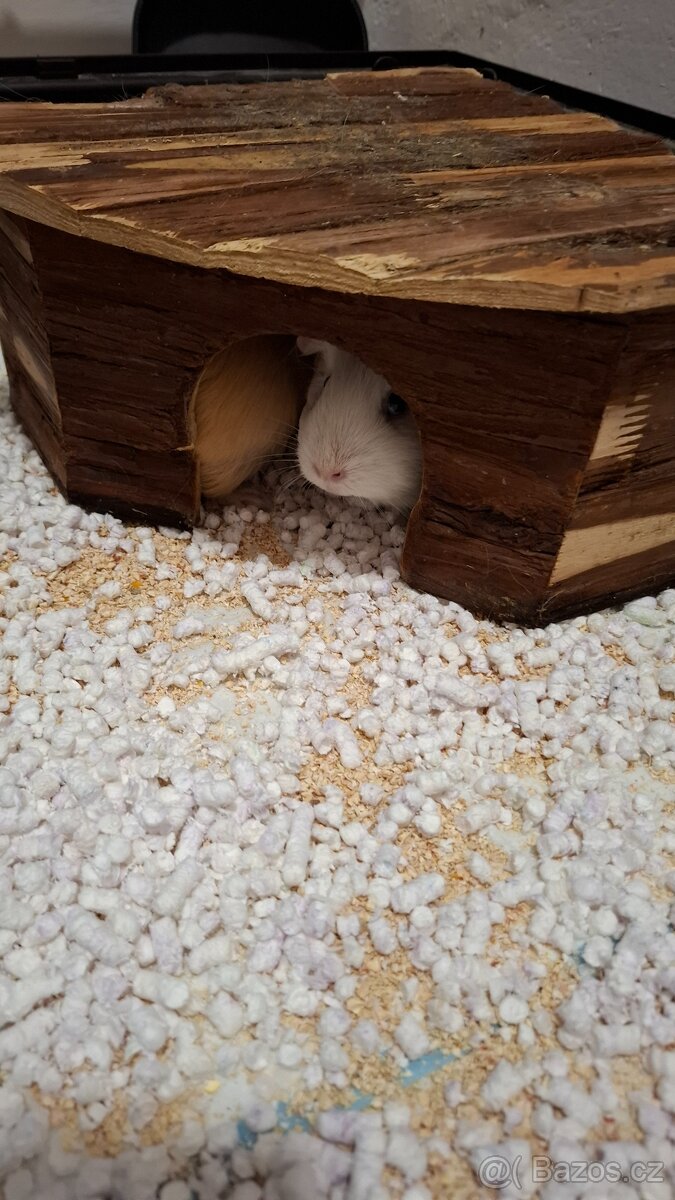 Morčata, 2 samičky - 2