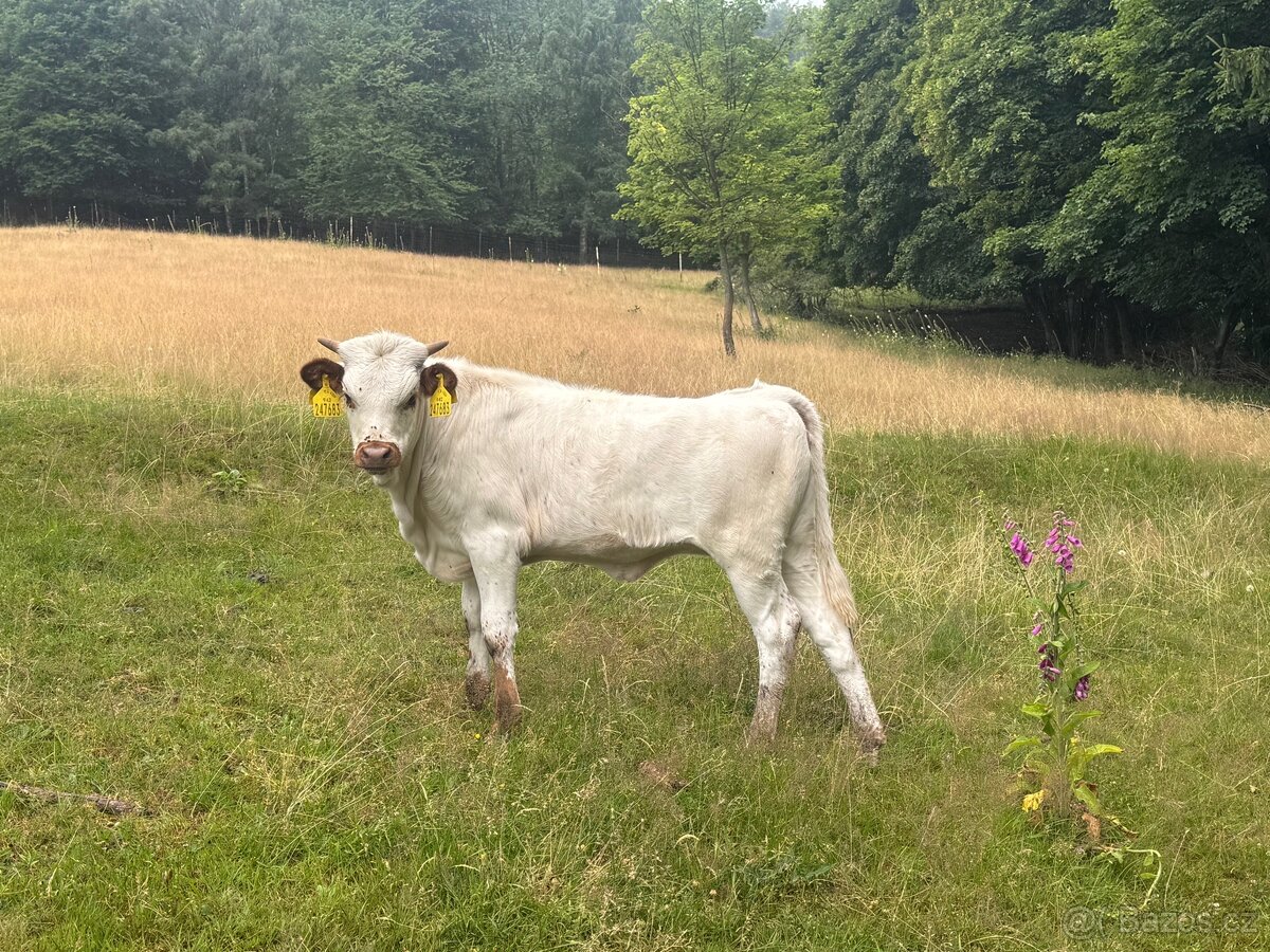 Prodám čistokrevnou jalovičku texas longhorn - 2