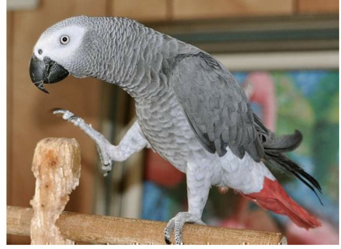 Koupím: Žako Kongo - 2