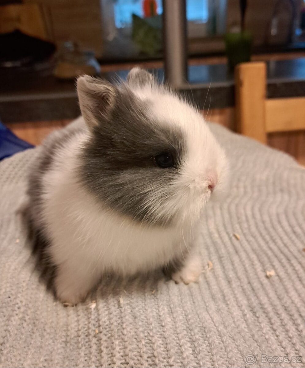 K prodeji zakrslí králíčci - 2