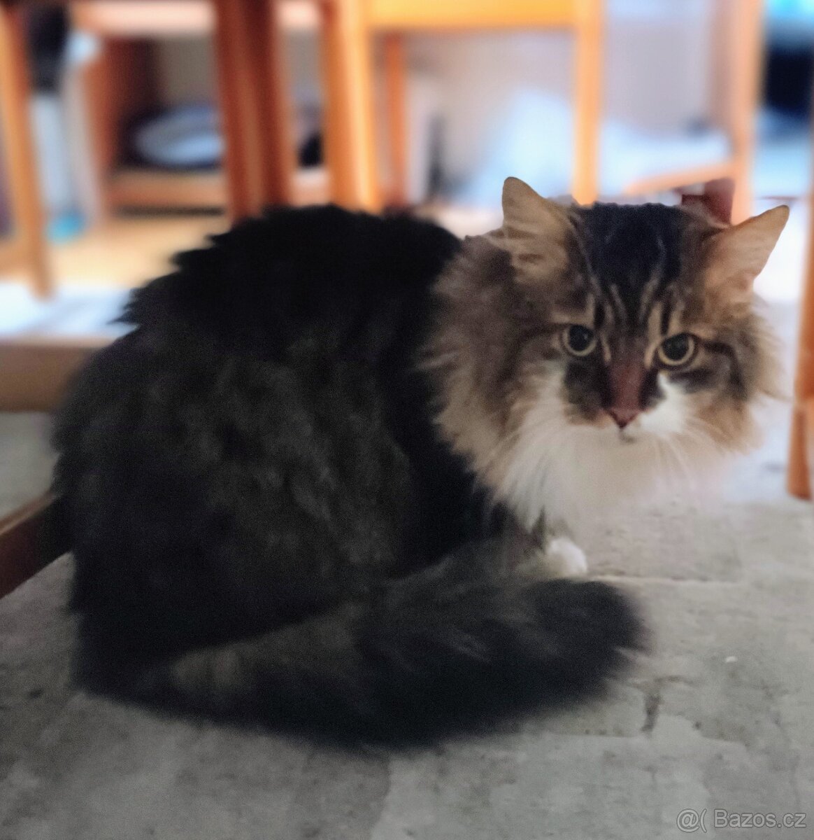 Dlouhosrstý kocourek krytí - 2