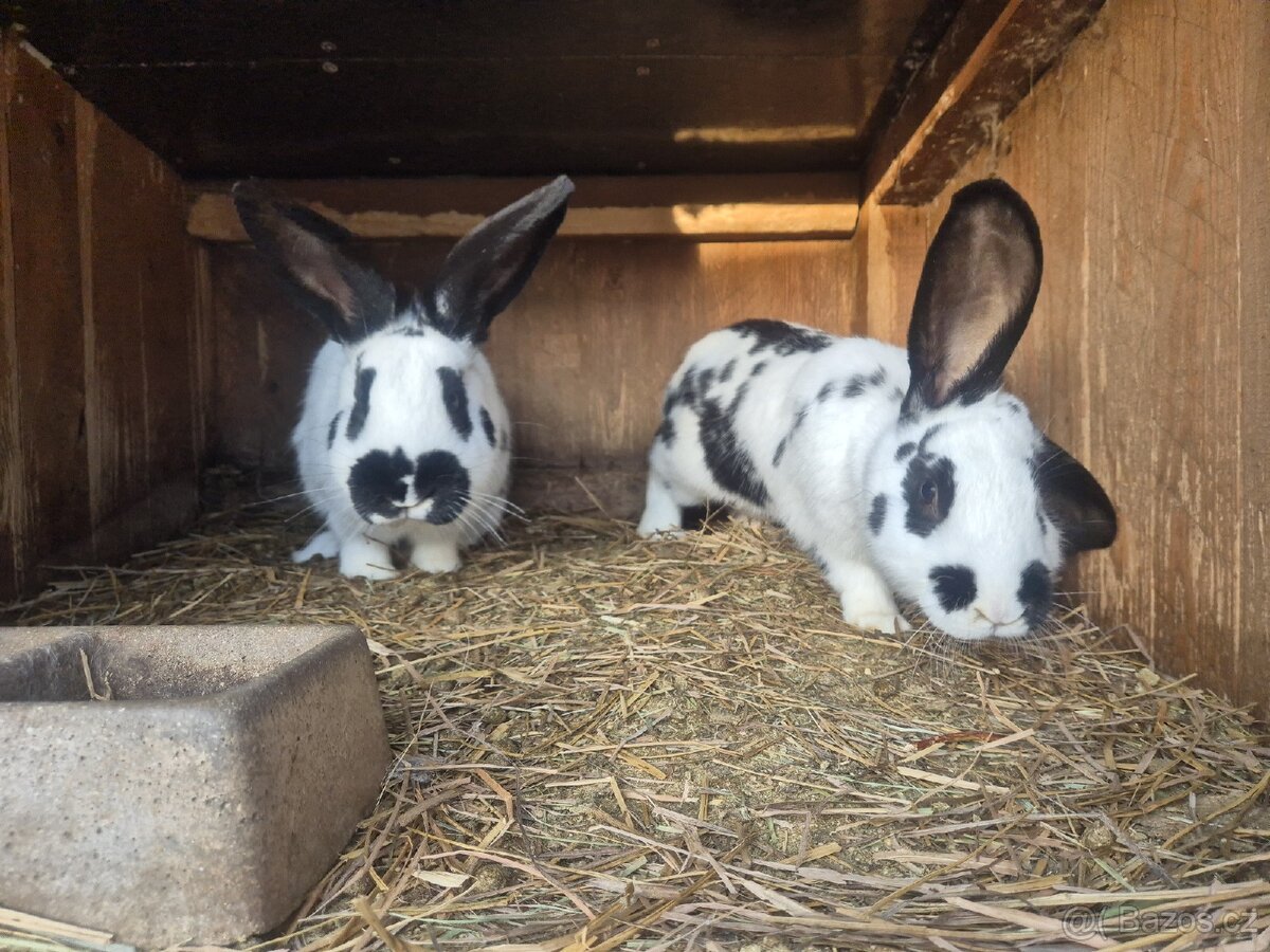 Králíci - 2