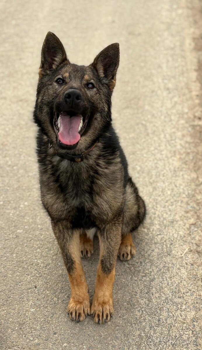 Německý ovčák - fena s PP - 2