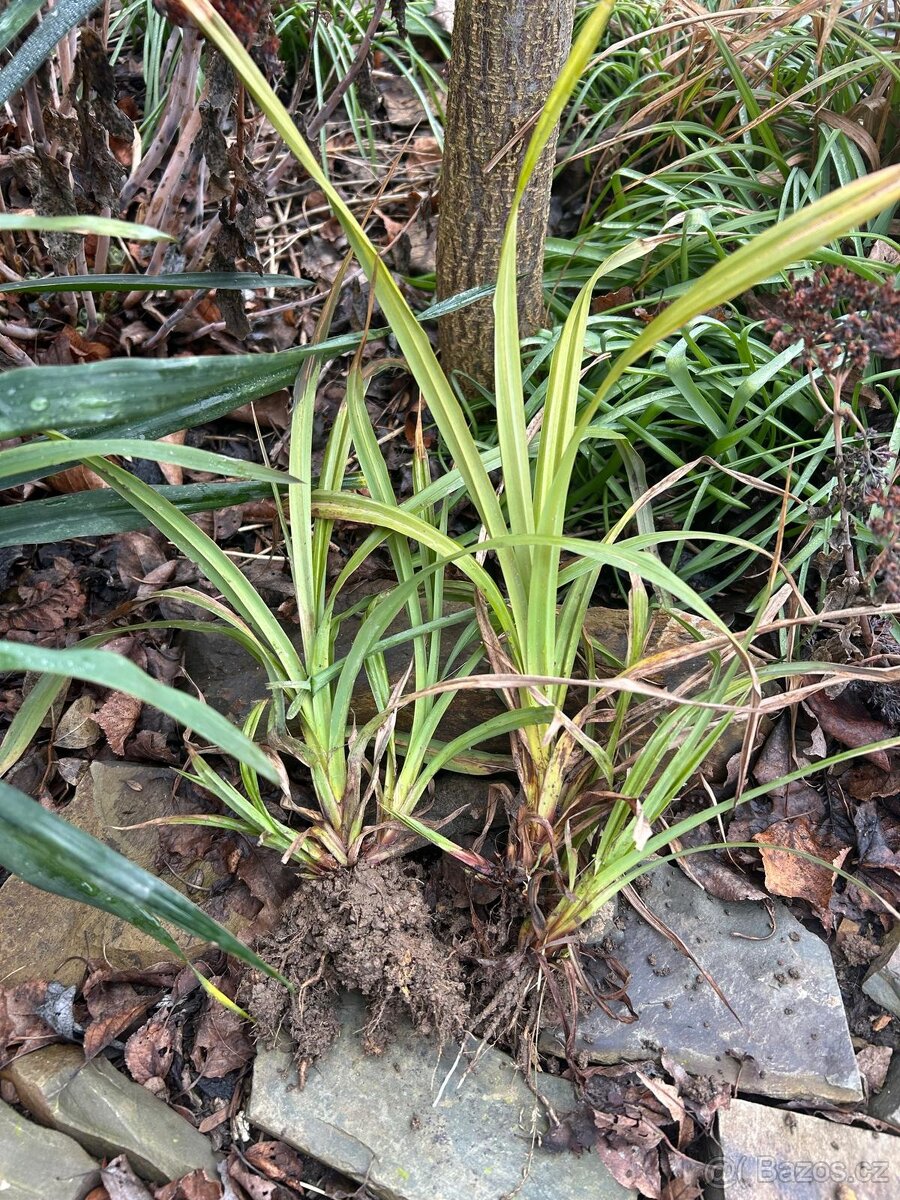 3 mladé rostliny - okrasná tráva - carex - vyšší - 2