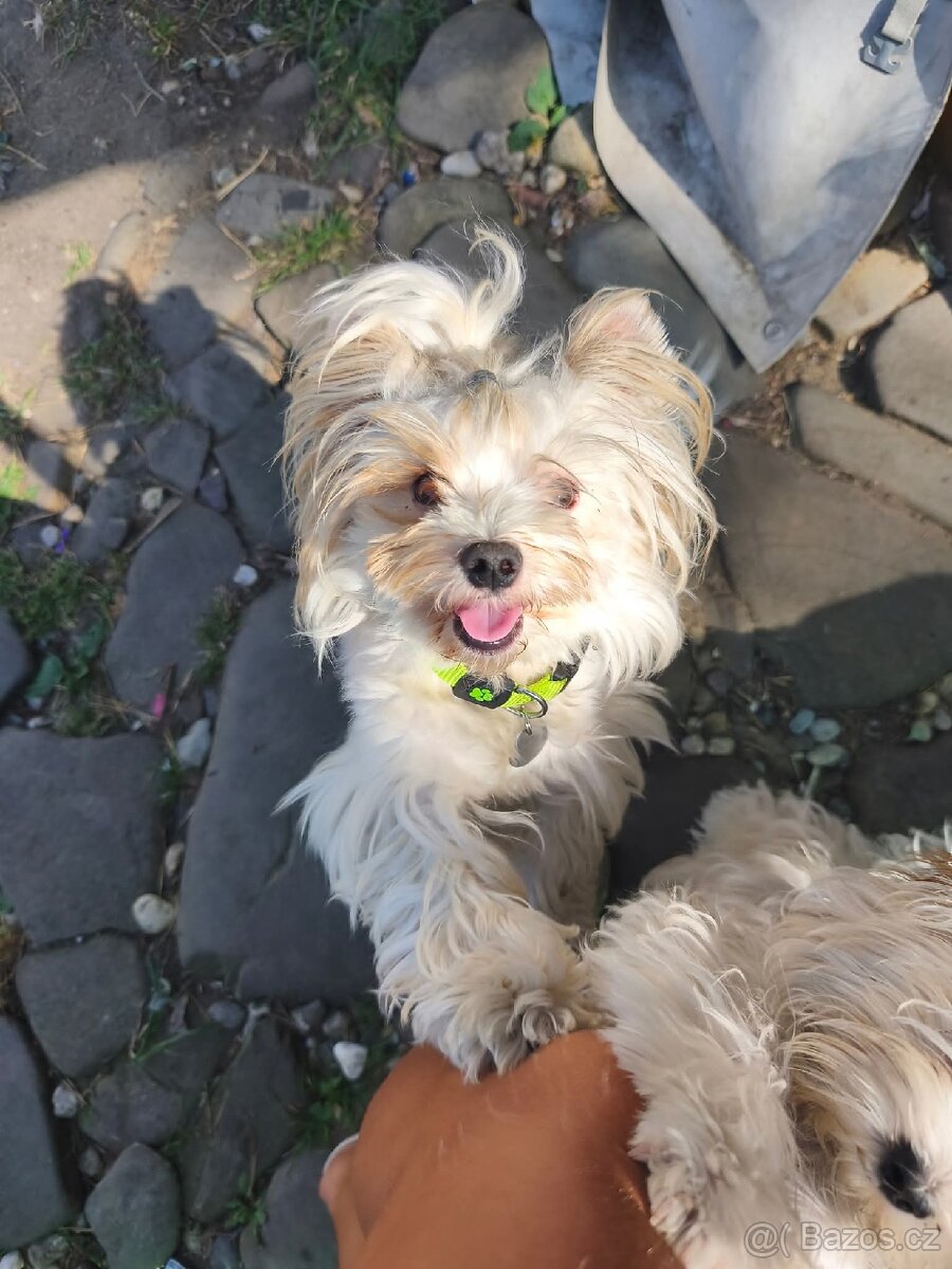 Golddust jorkšírsky terier s PP - 2