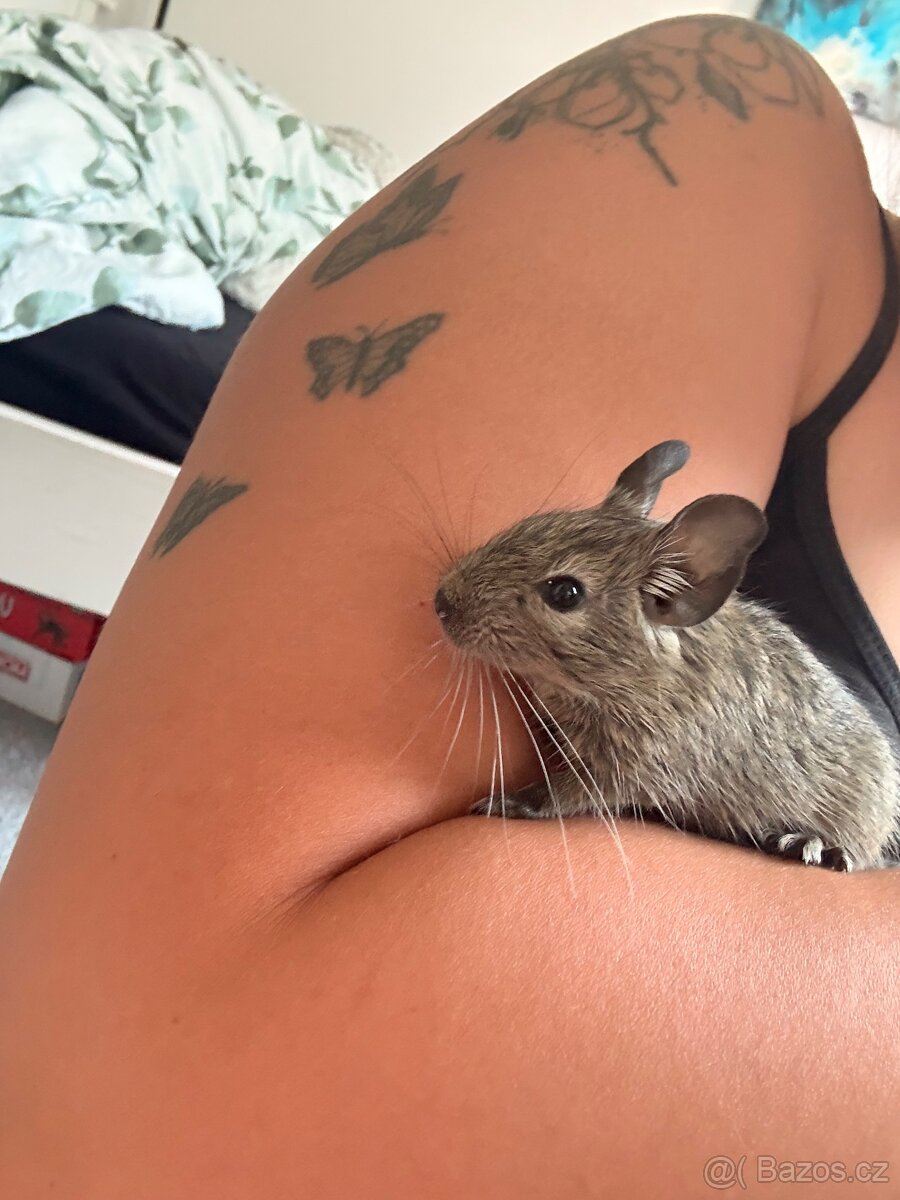 Osmak degu - 2