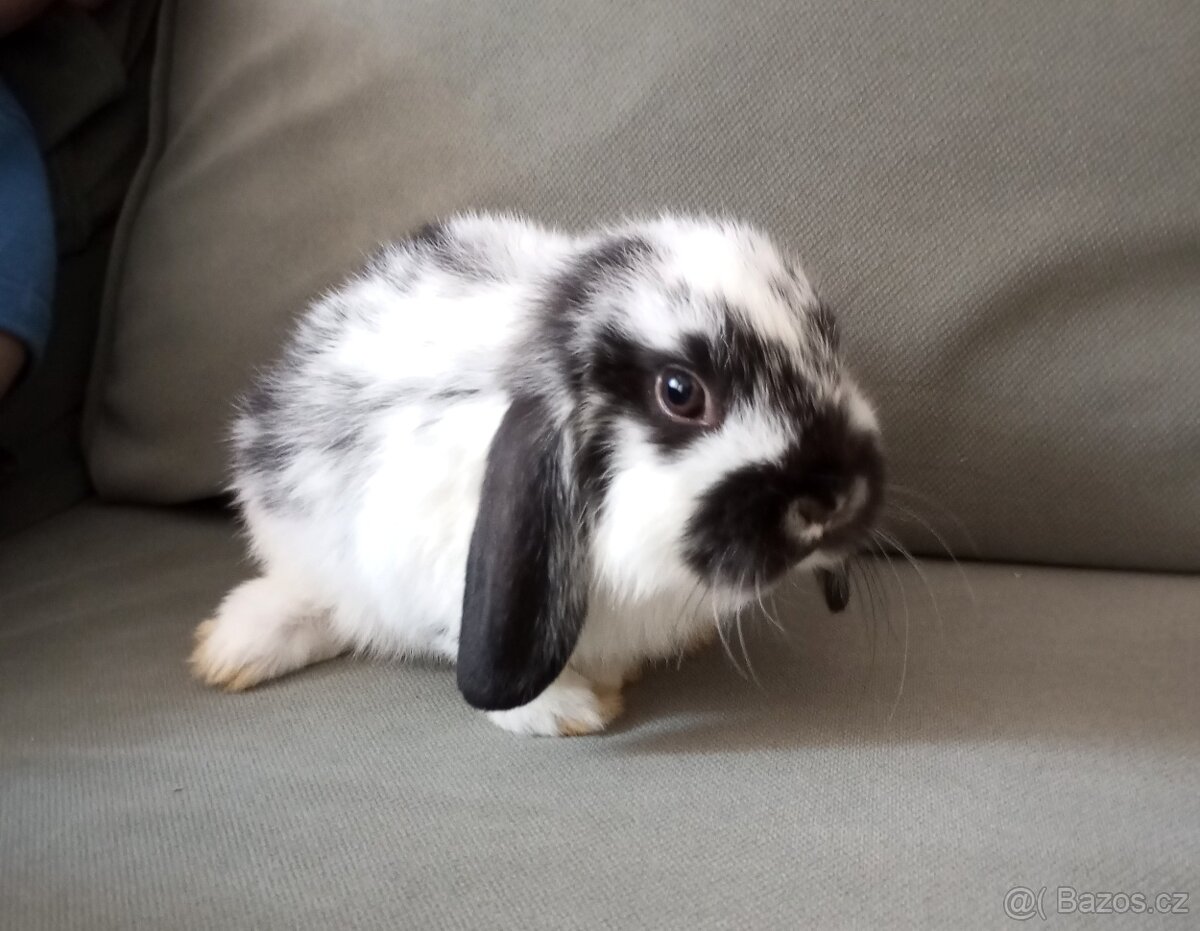 Zakrslý beránek králíček - 2