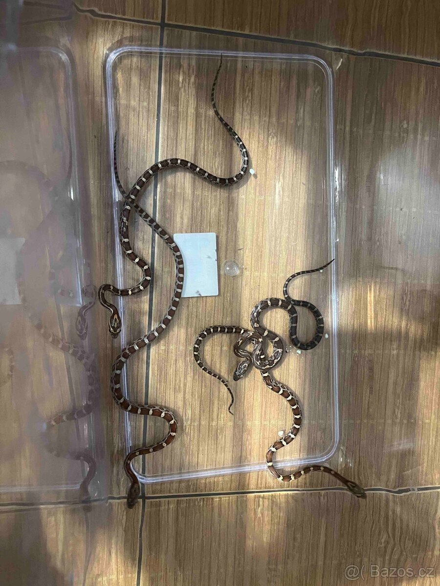 Užovka červená - 2