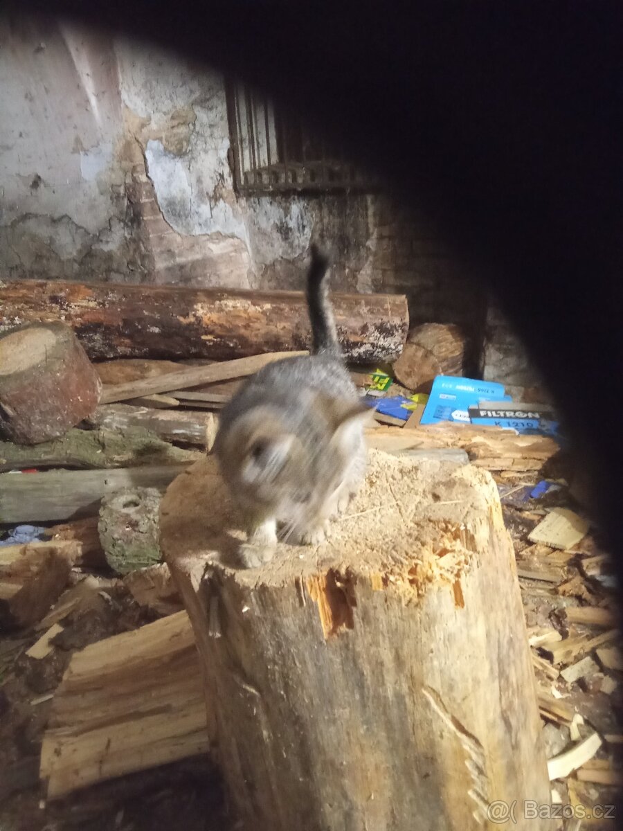 Koťata za granule konzervy - 2