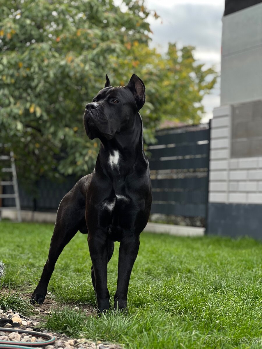 Krycí pes Cane Corso s PP - 2