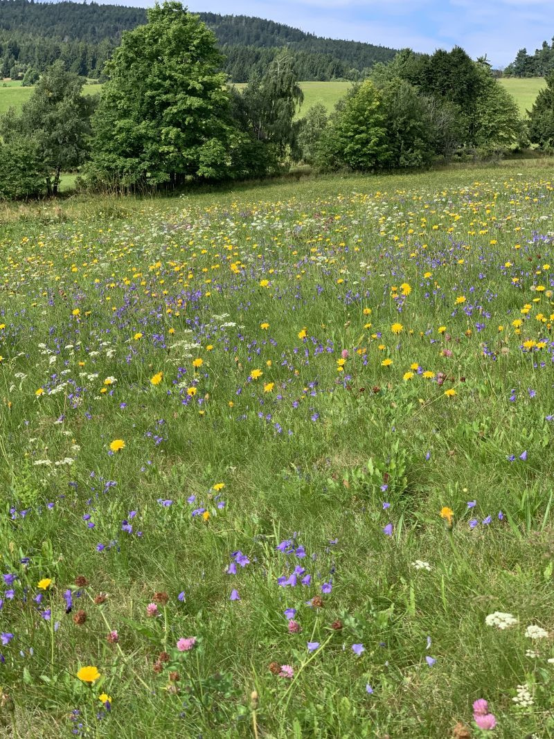 Prodej pozemku na Šumavě – Stachy - 2