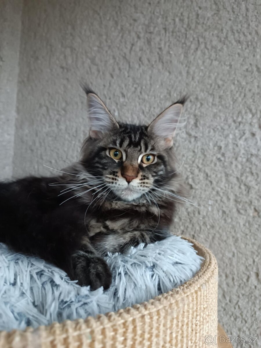 Mainská mývalí - koťata s PP - 2