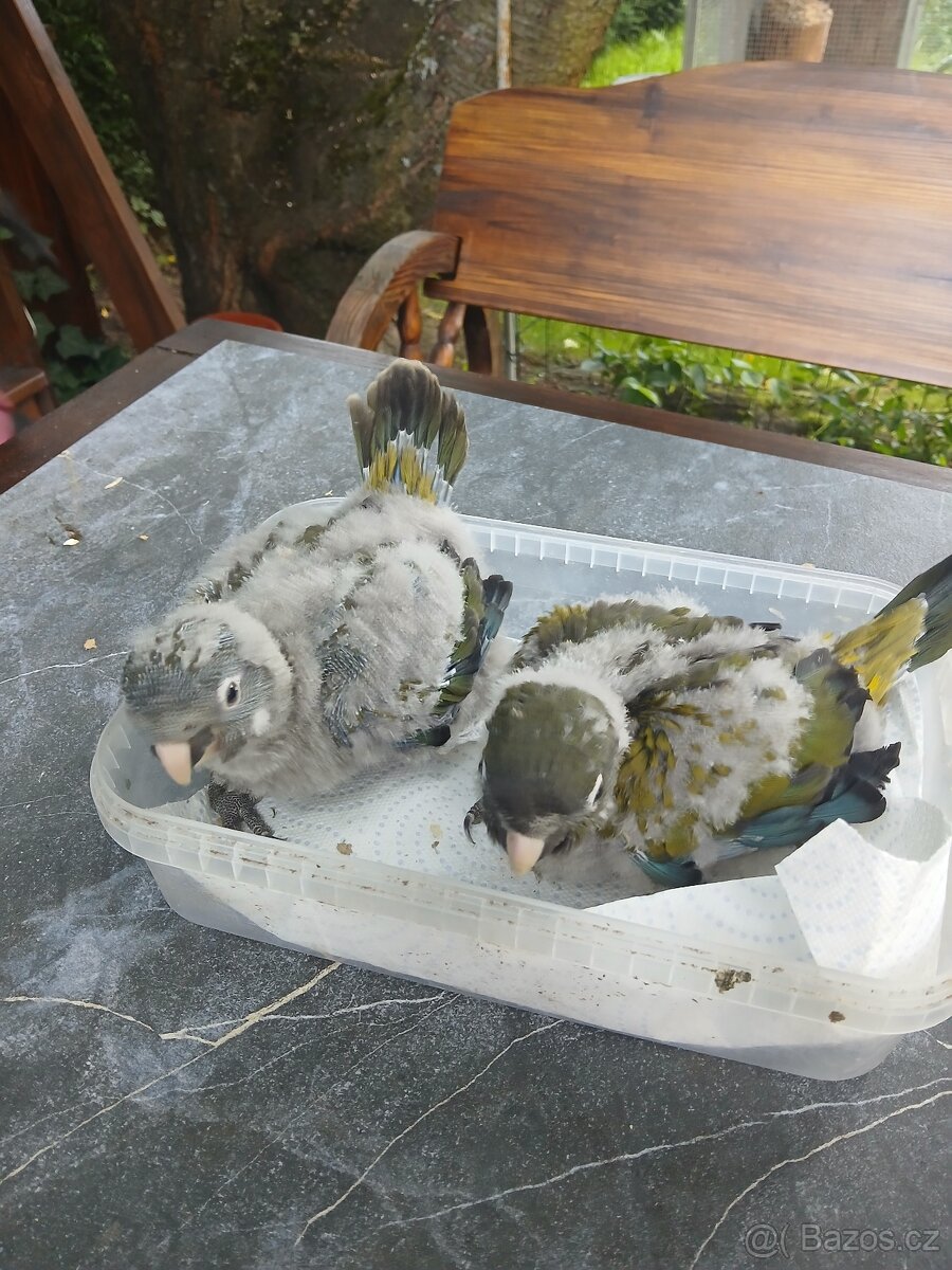 papoušek Patagonský - 2