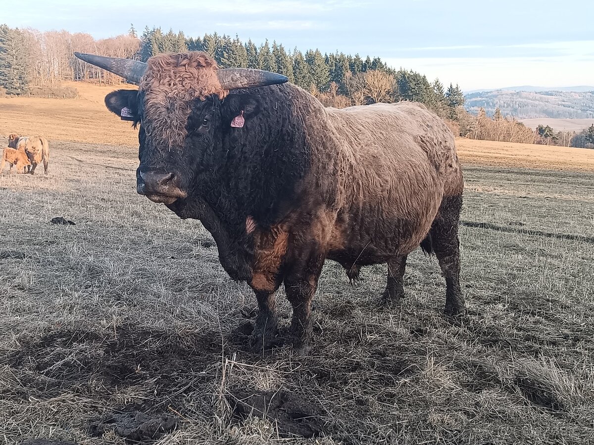 Plemenný býk Aubrac - 2