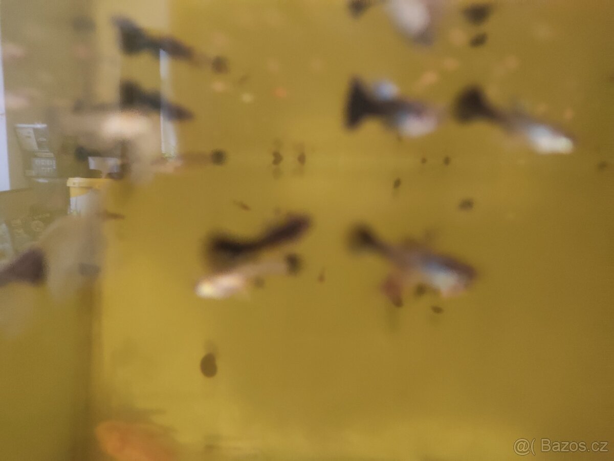 Černá paví očka a panceřničci - 2