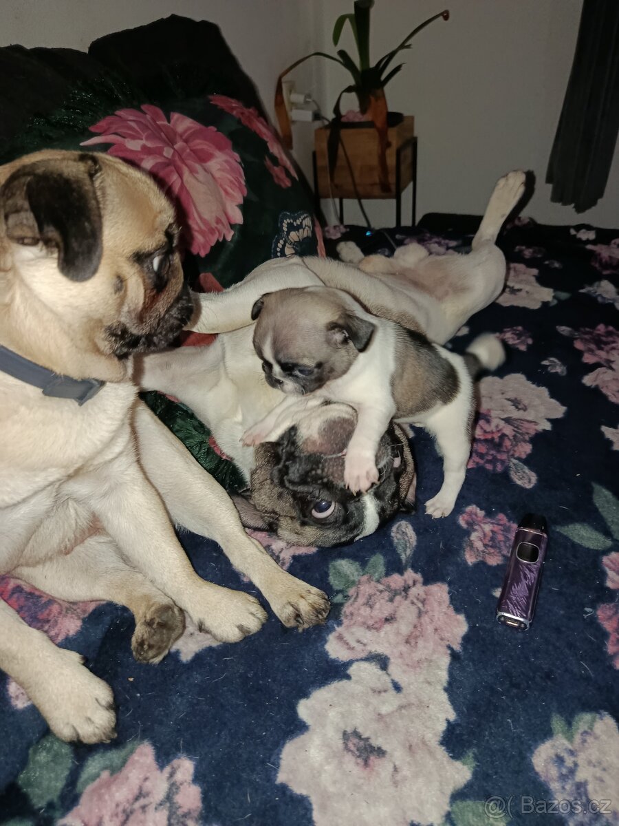 Prodám Mopsiky - 2