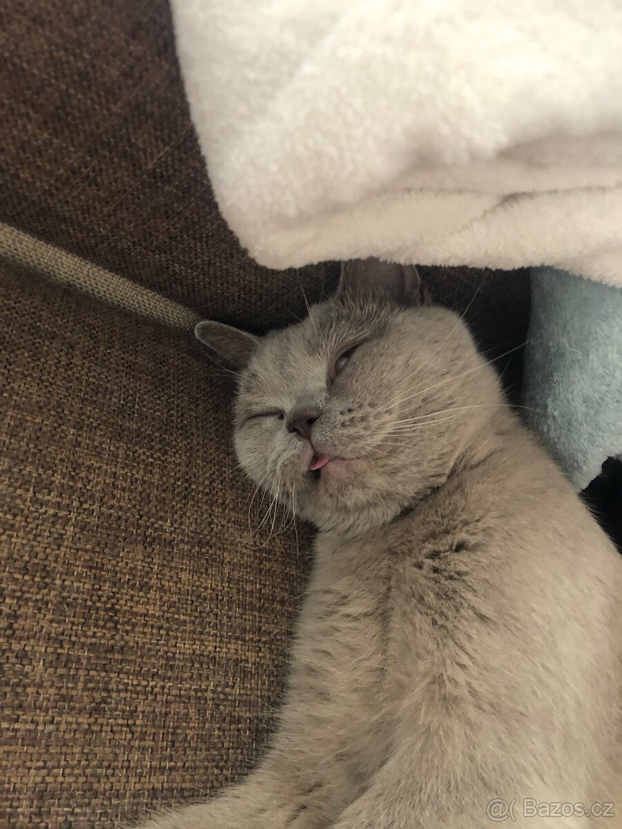 Britská kočička - 2