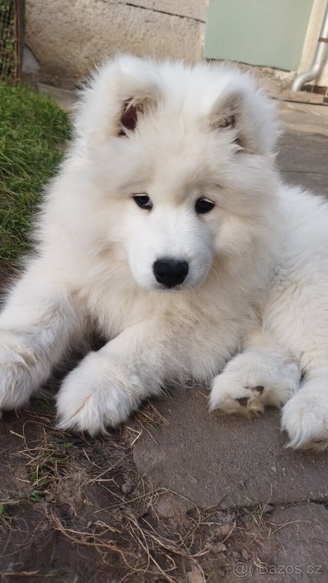 Samojed - štěně s PP - 2