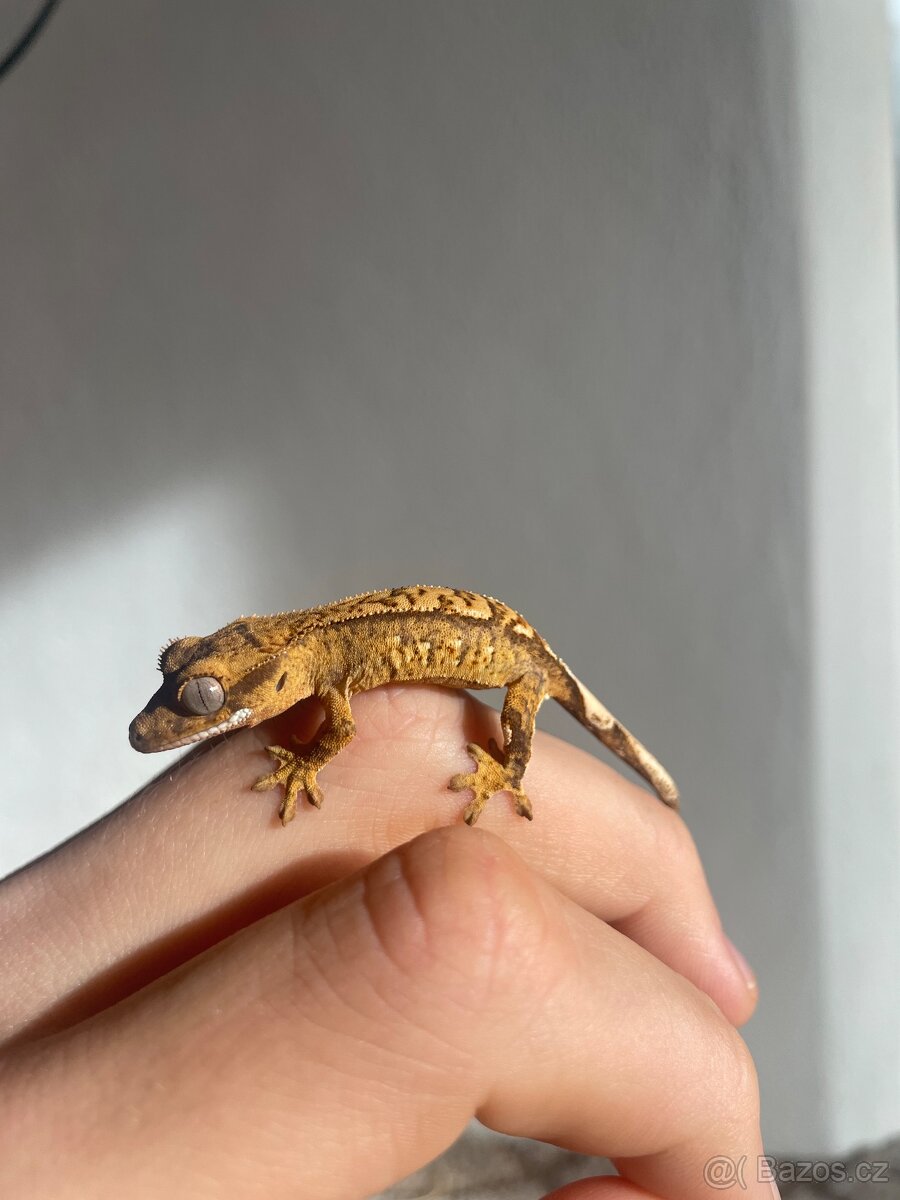 Pagekon řasnatý - 2