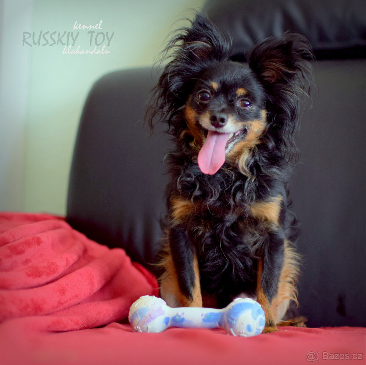 Ruský toy štěně s PP FCI - 2