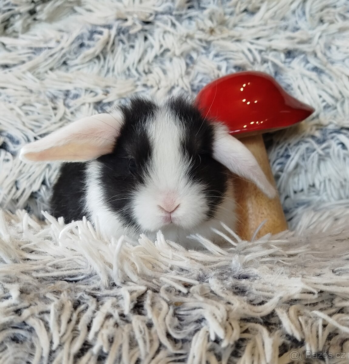 Minilop - anglický zakrslý beránek s VP - 2