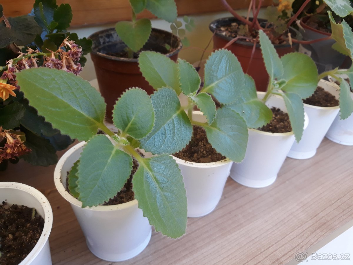 Rýmovník - Plectranthus amboinicus - 2