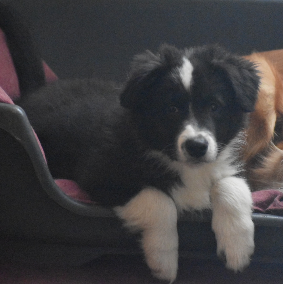 Border kolie s PP - 2