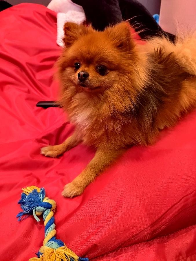 Pomerian pejsek s PP / Pomeranian - 2