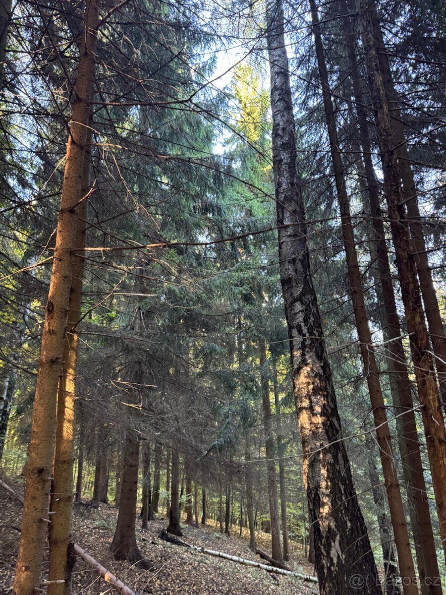 Prodej lesního pozemku v k.ú. Hostice - 2