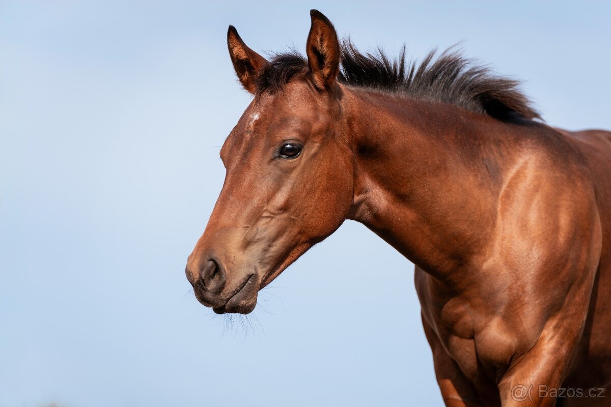 Appaloosa klisna - 2