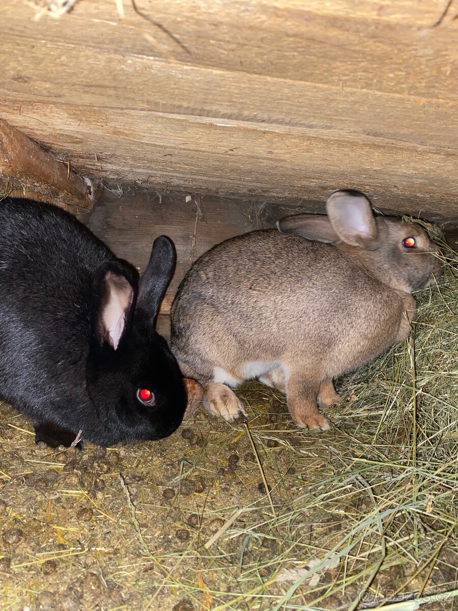 Prodám Králíky - 2