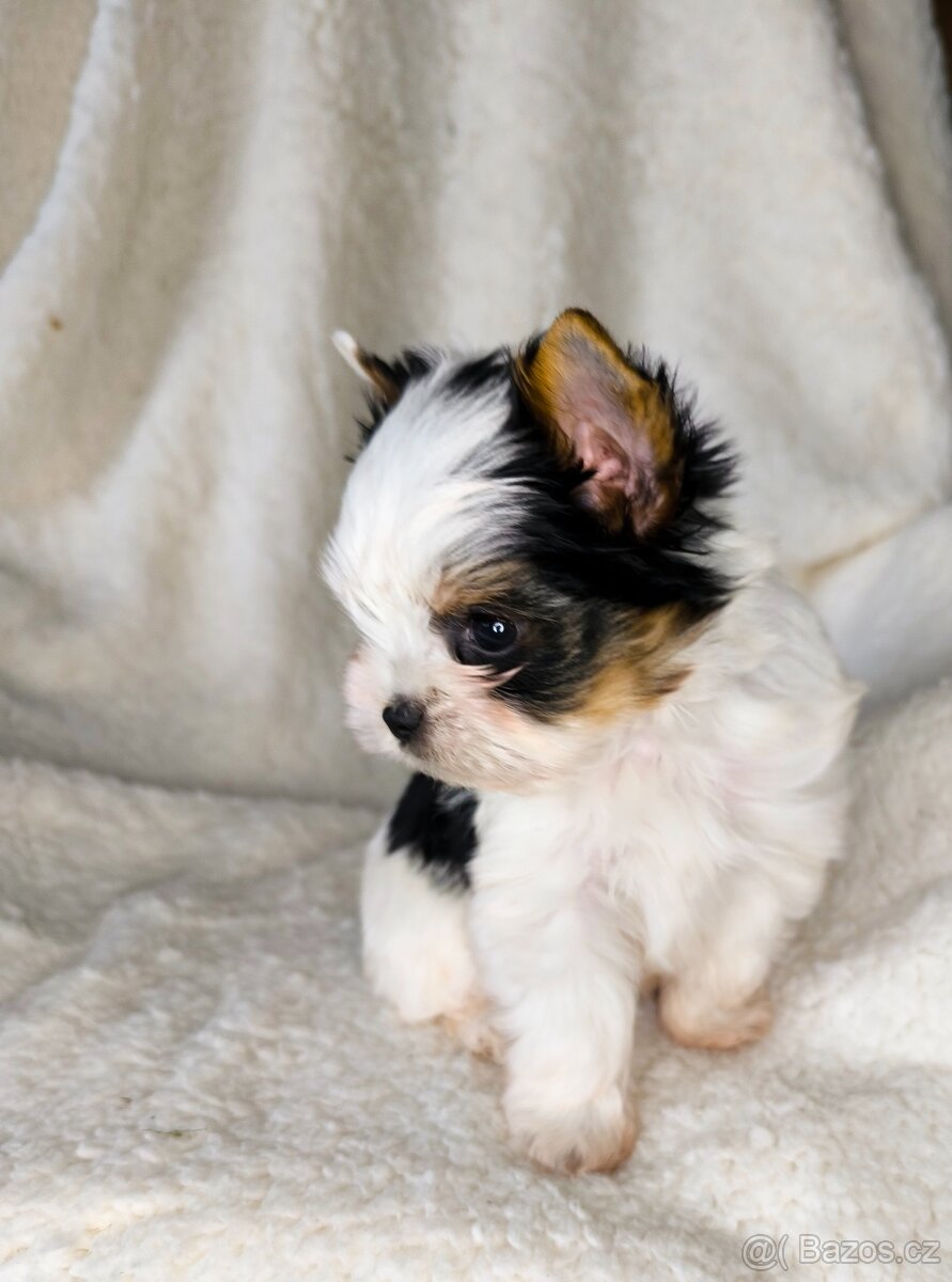 Biewer Yorkshire teriér FCI - 2