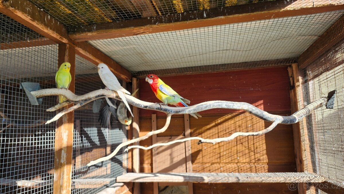 Rosela pestrá - Pastel - 2