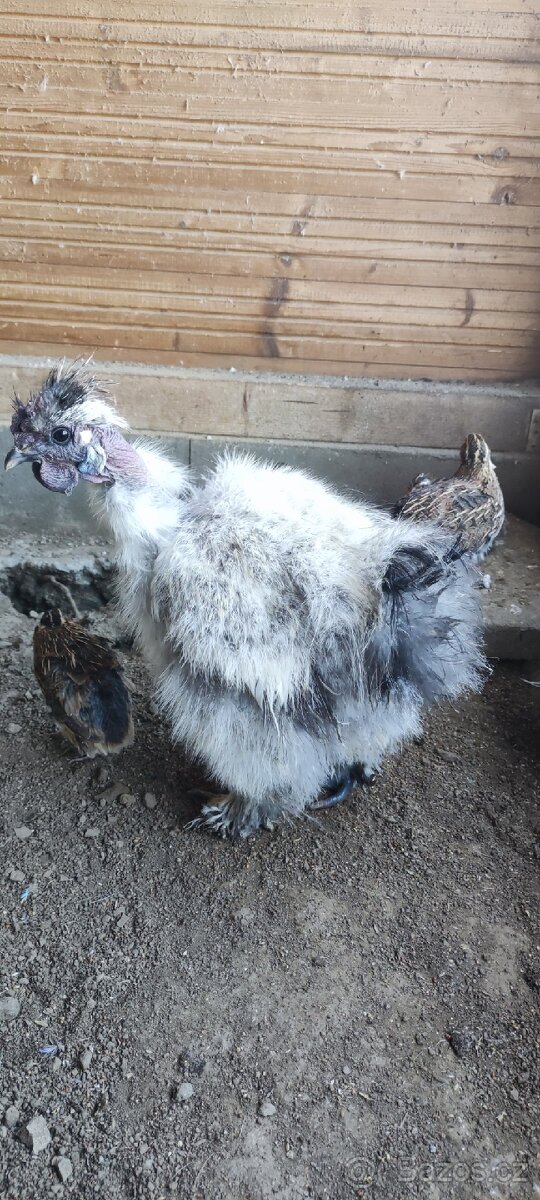 Kohout holokrčka - 2