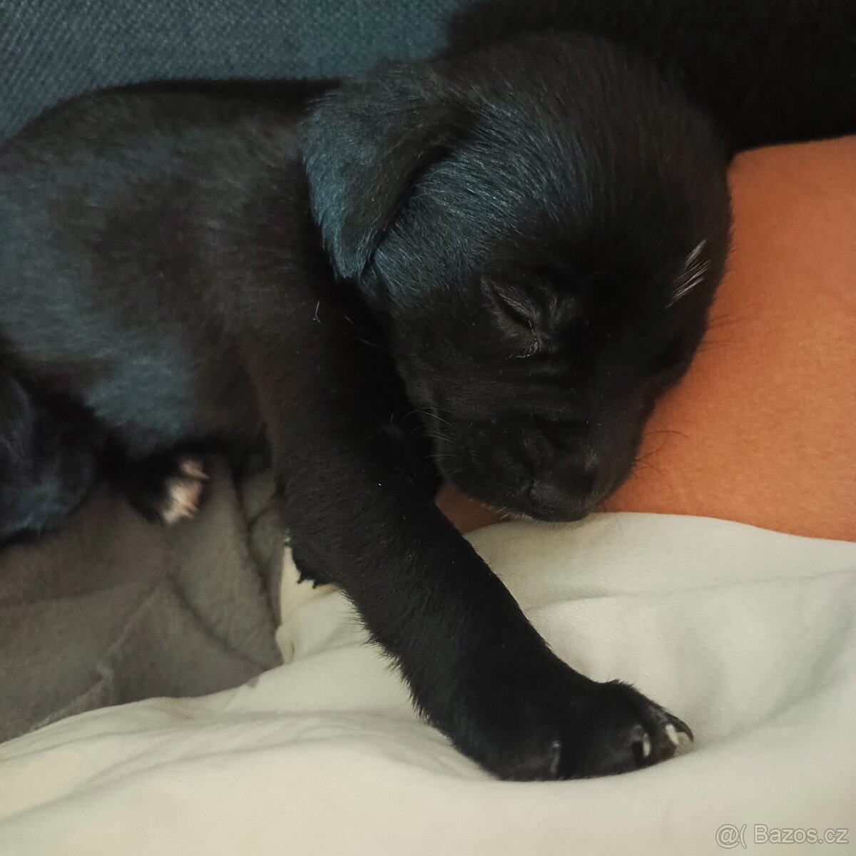 Štěně - 2