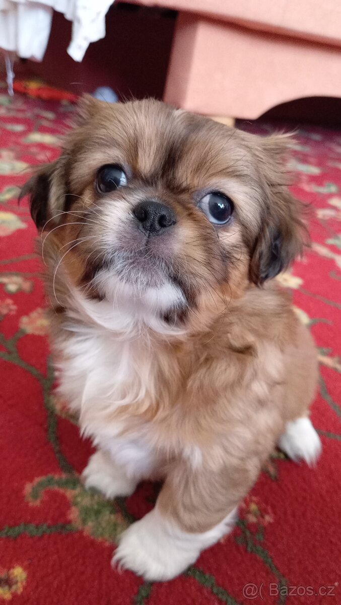 Pekinez Štěňata - 2