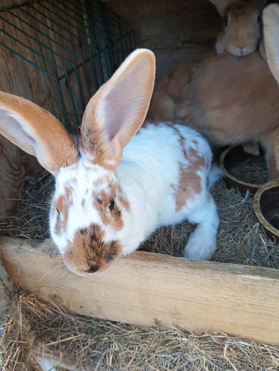 Králíci - 2