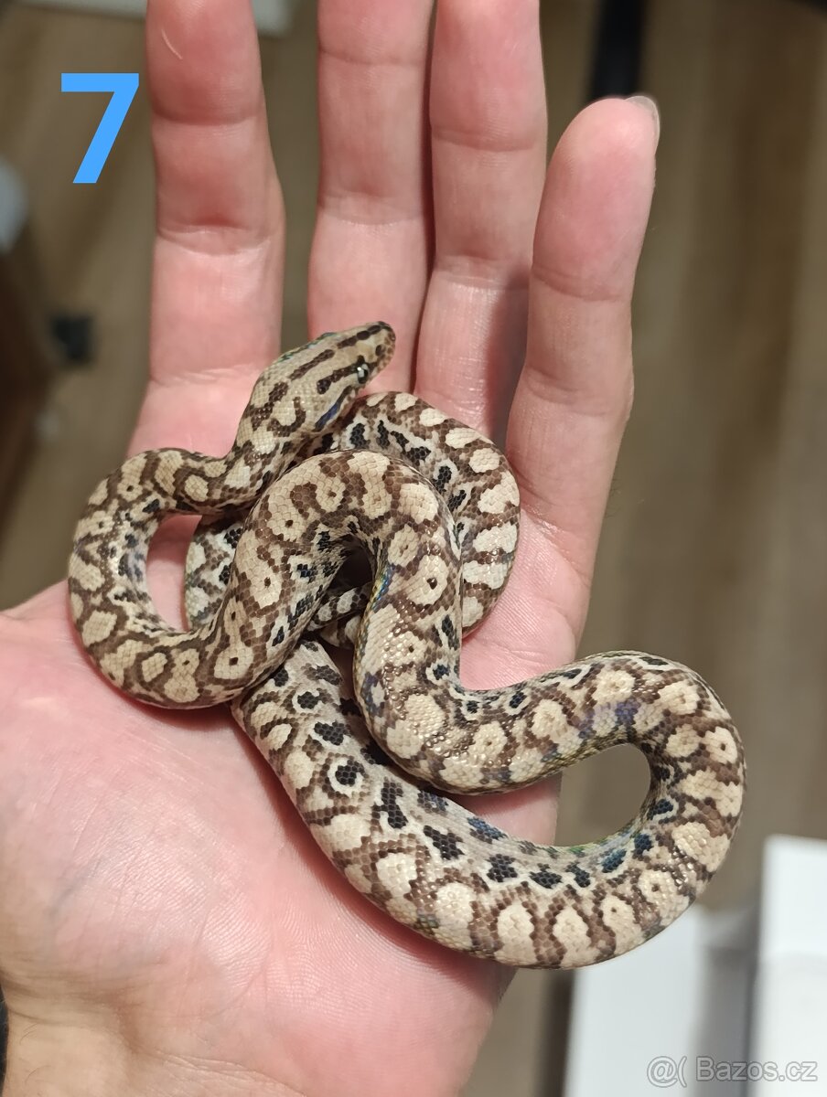 Hroznýšovec duhový/ epicrates cenchria - 2